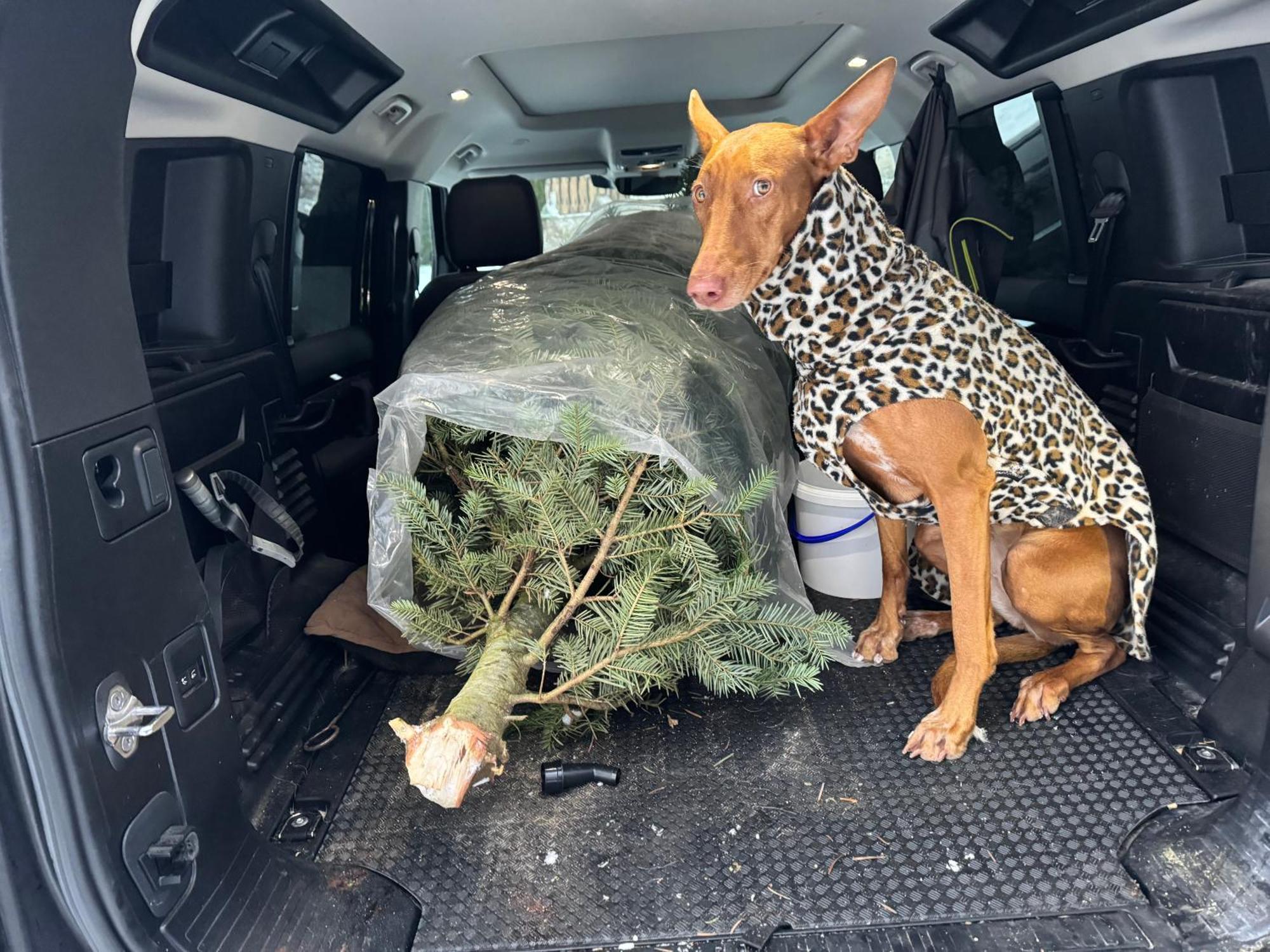 Hundefreundliche Unterkunft Im Muehlviertel In Oberoesterreich Freundorf Luaran gambar